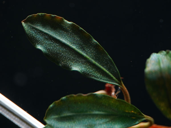 ブセファランドラ “ブラッドムーン” 株付き（3株） ブセファランドラ