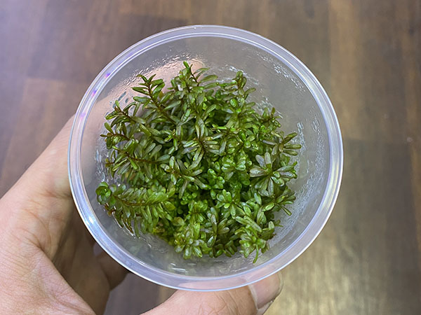 組織培養カップ ロタラインディカ (インジカ) 1カップ