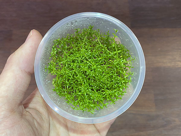 組織培養カップ インディアンクラススラ (インディアンクラッスラ) 1カップ