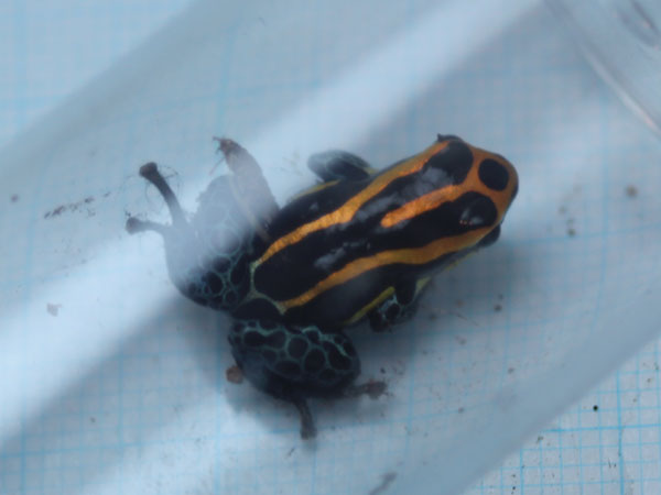 アマゾニカヤドクガエル イキトス