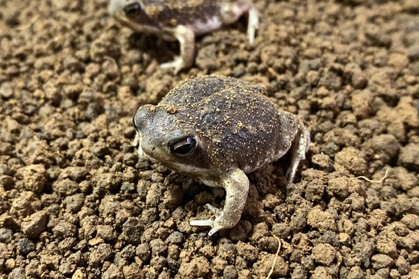 ふるさと納税 アメフクラガエル 特価 大人気 Pegasusarabians Com