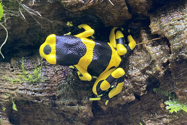 Dendrobates leucomelas Guyana Banded