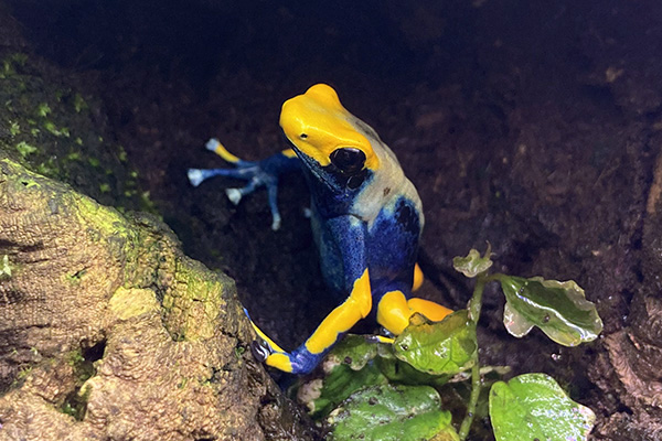 Dendrobates tinctorius Tumucumaque