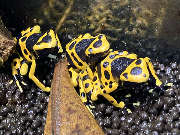 キオビヤドクガエル アクアテイラーズ オンラインショップ