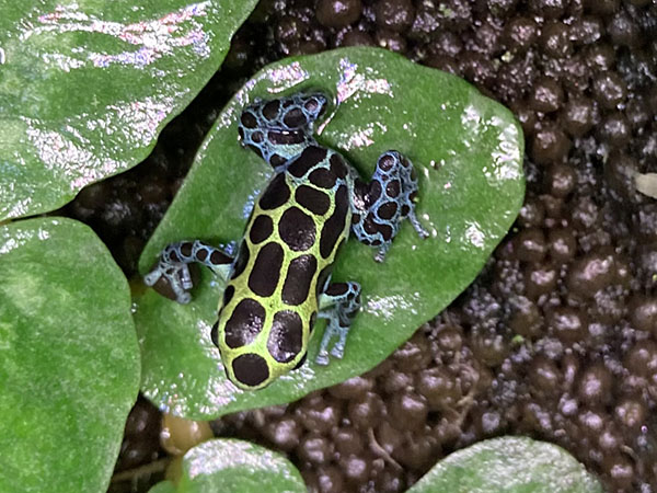 バリアビリスヤドクガエル サザン アクアテイラーズ オンラインショップ 