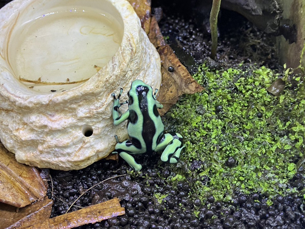マダラヤドクガル カリビアングリーン