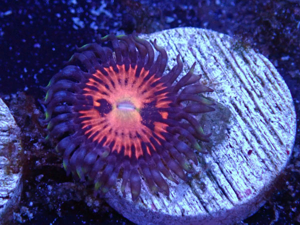 US Zoa Mamba