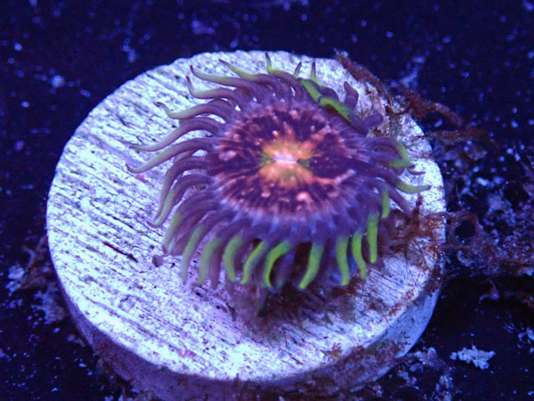 US Zoa GB Nirvana