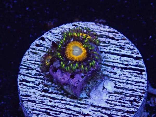 US Zoa Royal Yellow