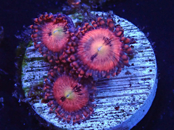 US Zoa Haleberry