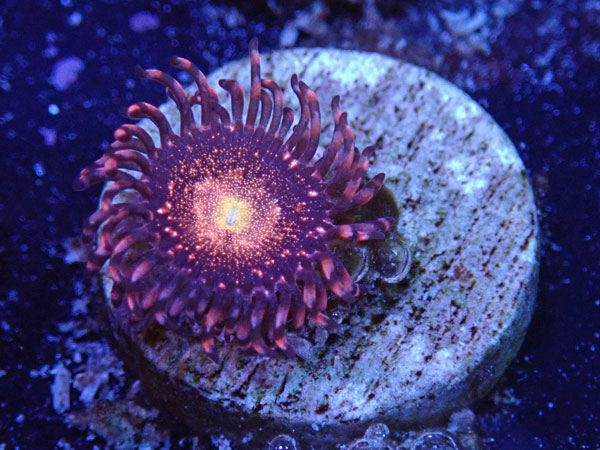 US Zoa Starry Night