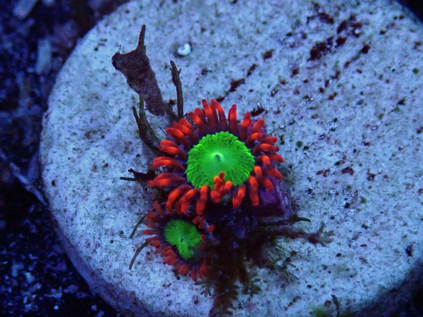 US Zoa Fire on Goblin