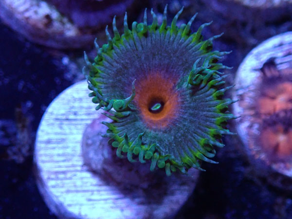 US Zoa Captain america