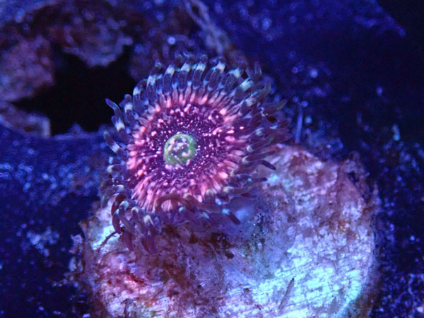 US Zoa GB PinkZipper