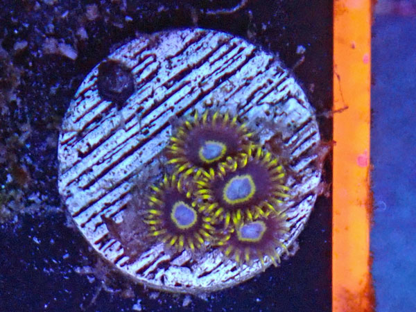 US Zoa GB Frozen Honet