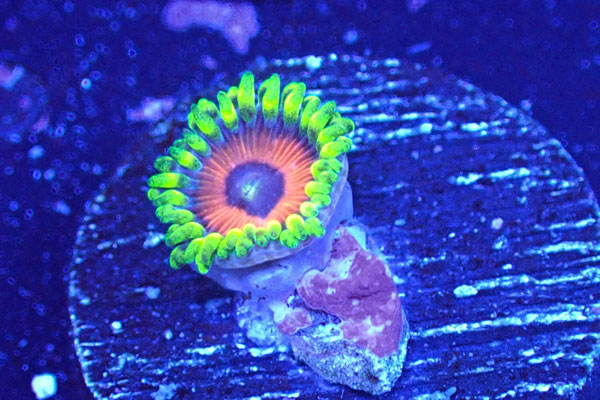 US Zoa EagleEye