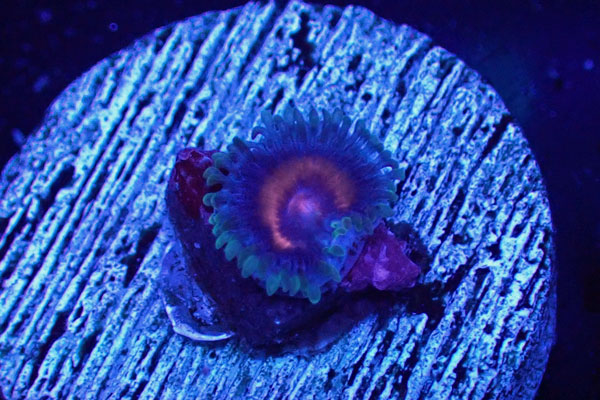 US Zoa Jason Fox Punch Drunk