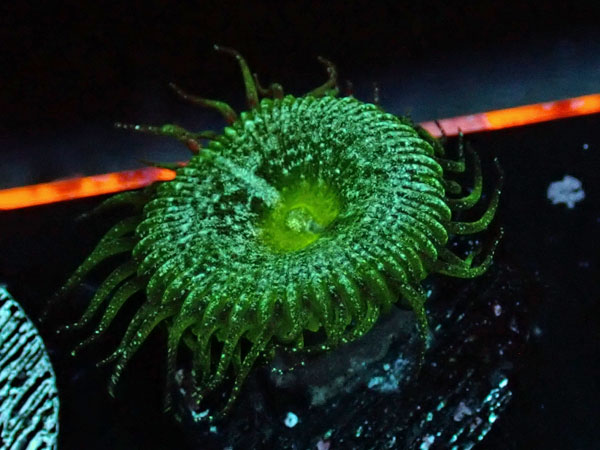 US Zoa Starlight Forest