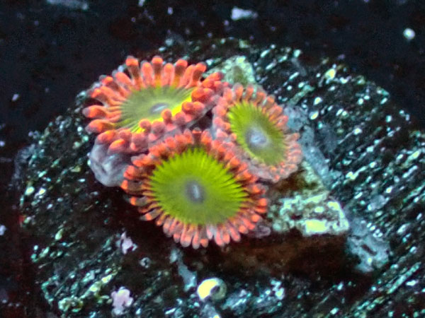 US Zoa oompaloompa 