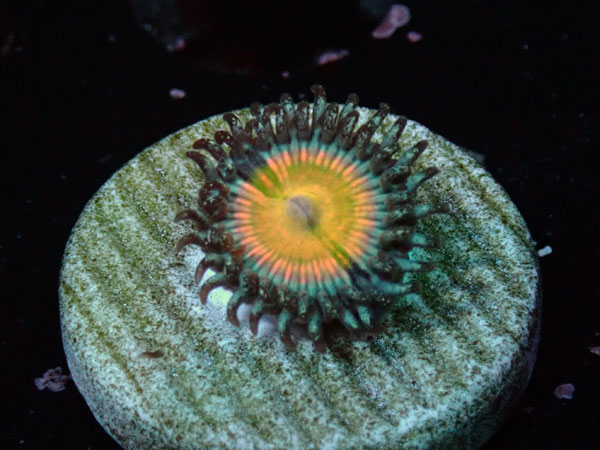 US Zoa Angle Dust