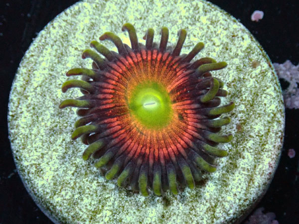 US Zoa Toscana