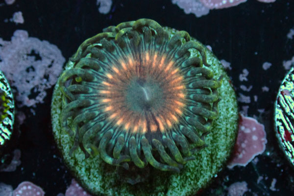 US Zoa Jaw's Vampire