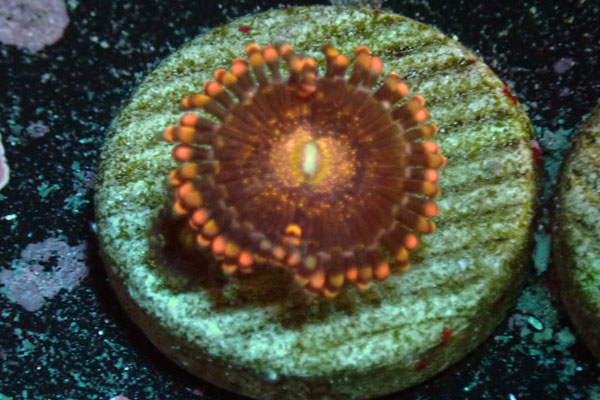 US Zoa Alien Antivenom