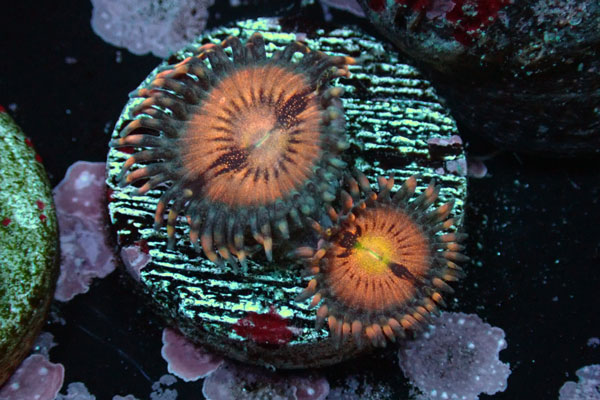US Zoa DarkNebula