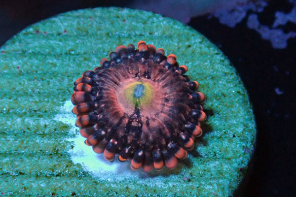 US Zoa Orange Nebula