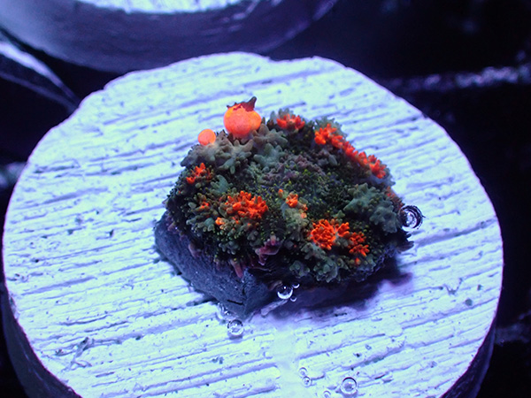 Reef Raft AsiaBounceMushroom No.01
