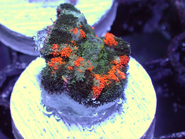 Reef Raft AsiaBounceMushroom No.03