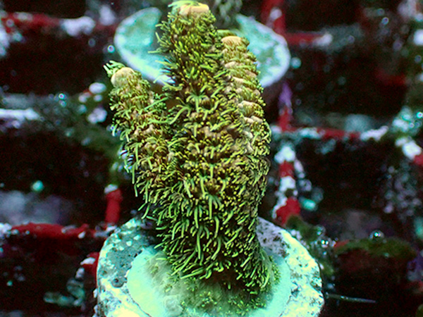 【Uro Coral】Sunset Millepora（No.01） アクアテイラーズ オンラインショップ