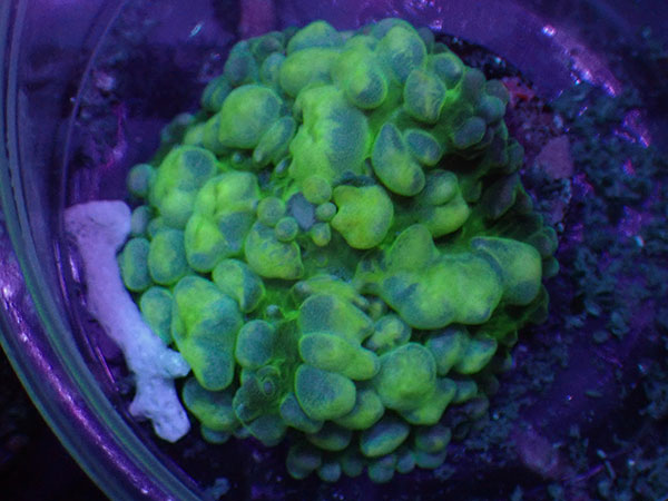 アメリカ便 Mellow Yellow Bounce