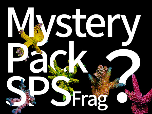 Mystery Pack SPSフラグ  ２個セット