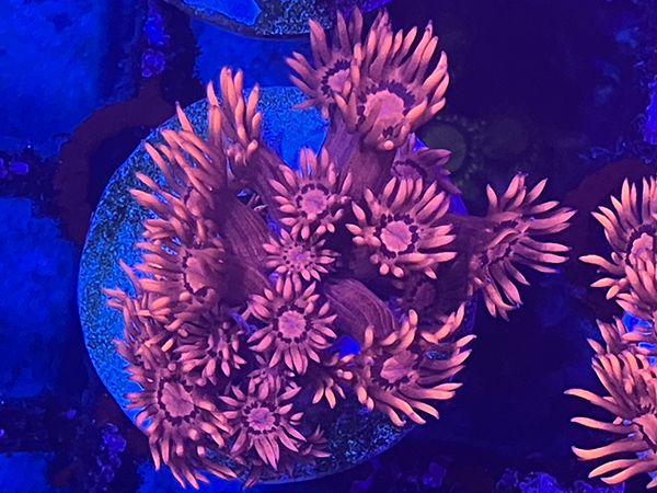 Uro coral Cherry  Red Goni No.01