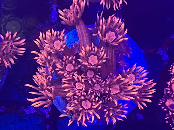Uro coral Cherry  Red Goni No.02