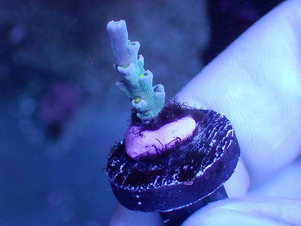 アメリカ便  Vivid Aquarium Vivid Insanity