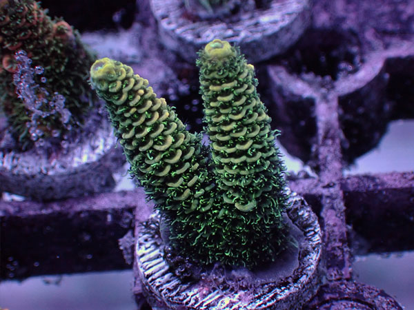 ATフラグ Acropora Millepora-Green- No.01