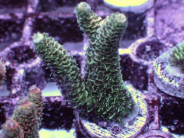 ATフラグ Acropora Millepora-Green- No.04