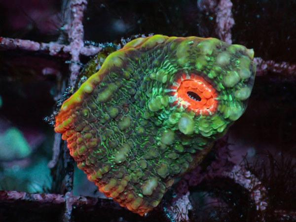 After Burnar Chalice No.016