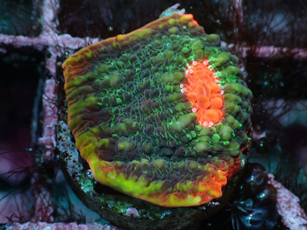 After Burnar Chalice No.017