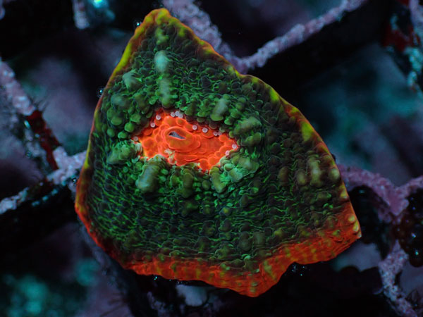 After Burnar Chalice No.018