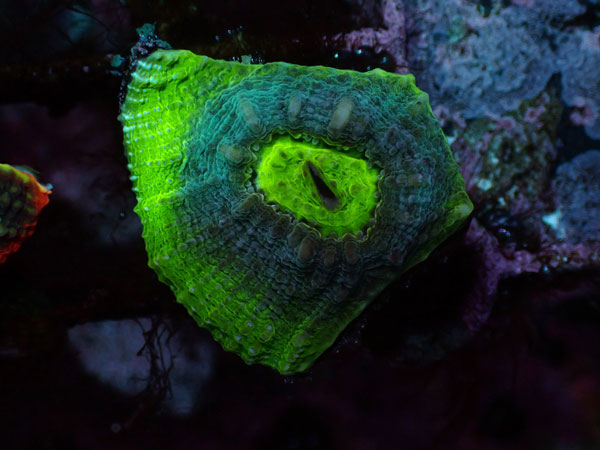 Green Chalice No.019