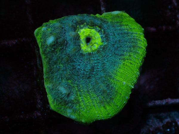 Green Chalice No.020