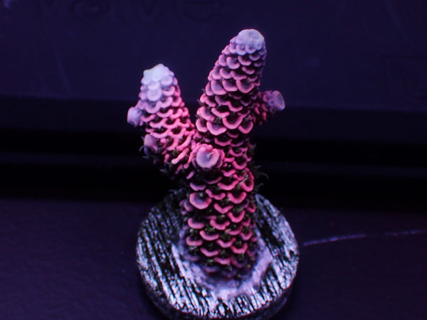 Australiaフラグ Acropora Millepora-Pink- No.02