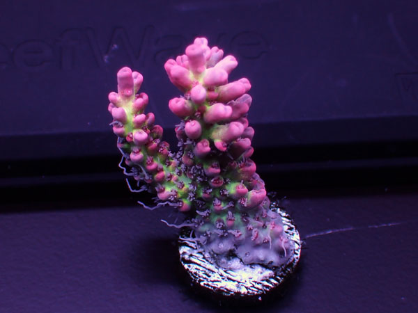 Australiaフラグ Acropora Microclados-Strawberry shortcake- No.01