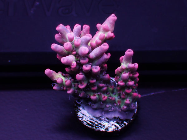 Australiaフラグ Acropora Microclados-Strawberry shortcake- No.03
