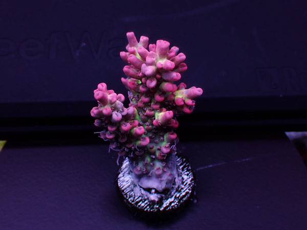 Australiaフラグ Acropora Microclados-Strawberry shortcake- No.04