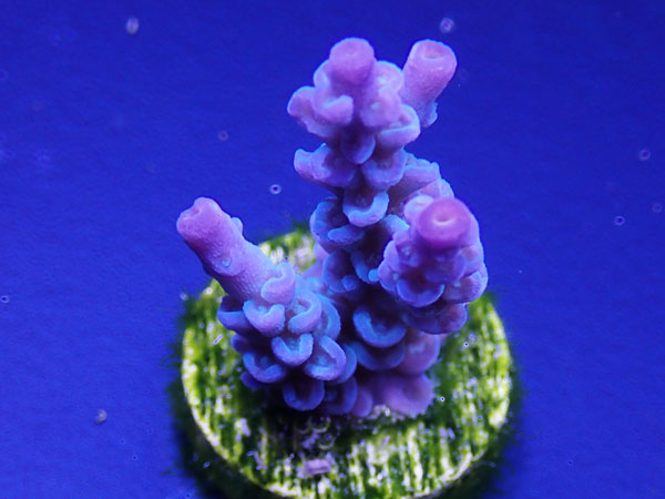 Australiaフラグ Acropora Tenuis-Ultra Blue- No.01