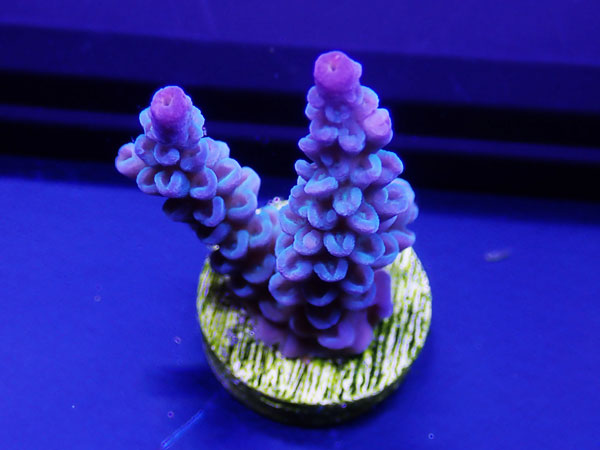 Australiaフラグ Acropora Tenuis-Ultra Blue- No.03
